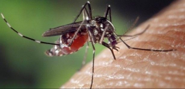 Nedenini duyunca çok şaşıracaksınız! Sivrisinekler ısırmak için kimleri seçiyor? 1