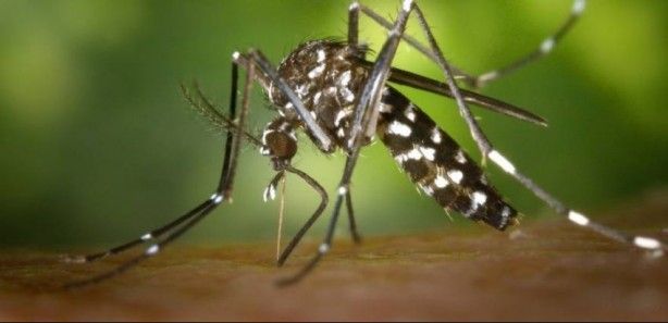 Nedenini duyunca çok şaşıracaksınız! Sivrisinekler ısırmak için kimleri seçiyor? 2