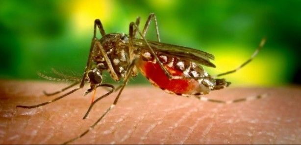 Nedenini duyunca çok şaşıracaksınız! Sivrisinekler ısırmak için kimleri seçiyor? 3