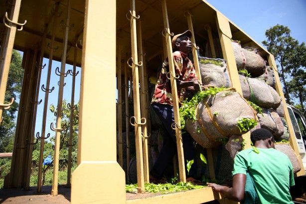 'Afrika'nın Rize'sinde çay hasadı 3