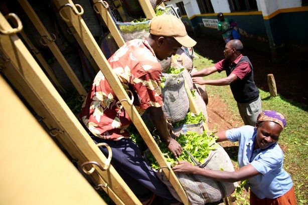 'Afrika'nın Rize'sinde çay hasadı 4