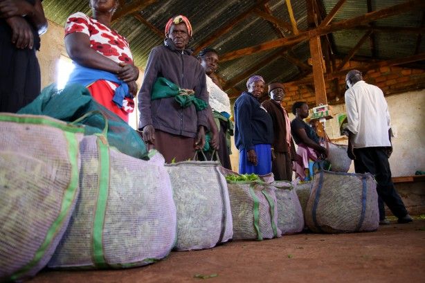 'Afrika'nın Rize'sinde çay hasadı 6