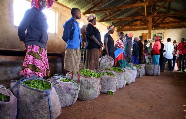 'Afrika'nın Rize'sinde çay hasadı 7