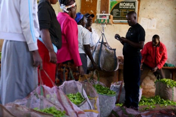 'Afrika'nın Rize'sinde çay hasadı 8