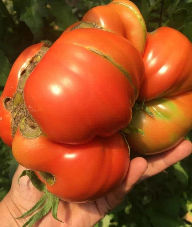 İşte dev domates yetiştirme formülü 2