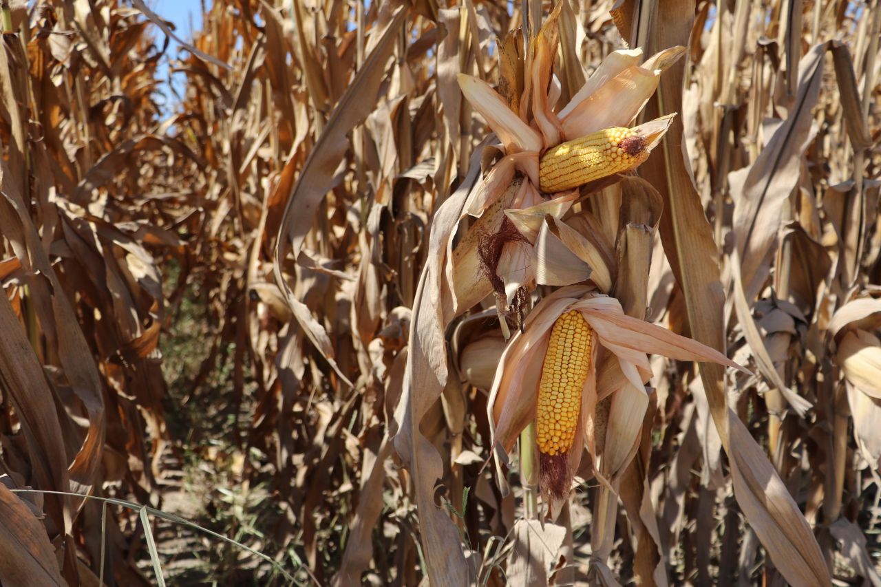 Maliyetler artınca kuma ekti! Aldığı sonuç karşısında gözlerine inanamadı 9