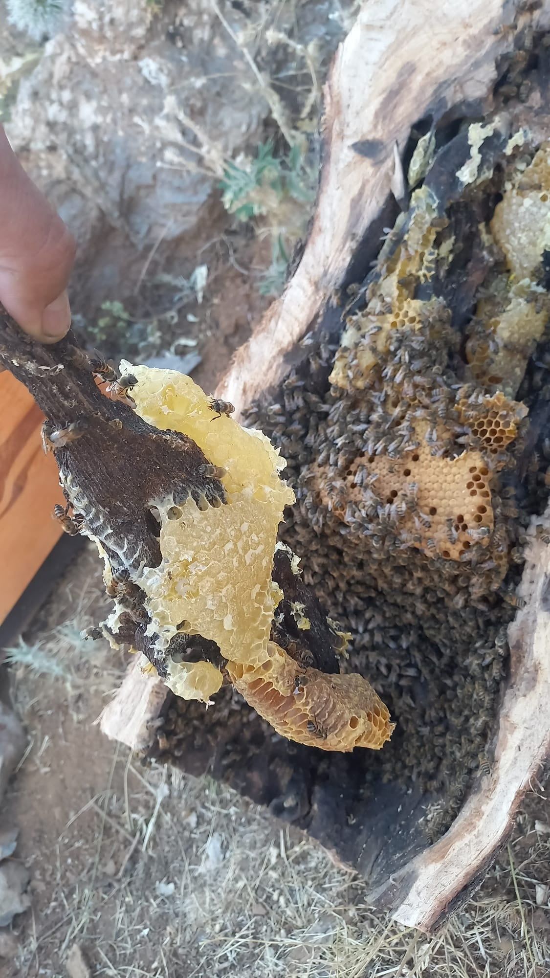 Her yerde bulamazsınız! Ağaç kovuğundan çıkıyor fiyatı cep yakıyor 1