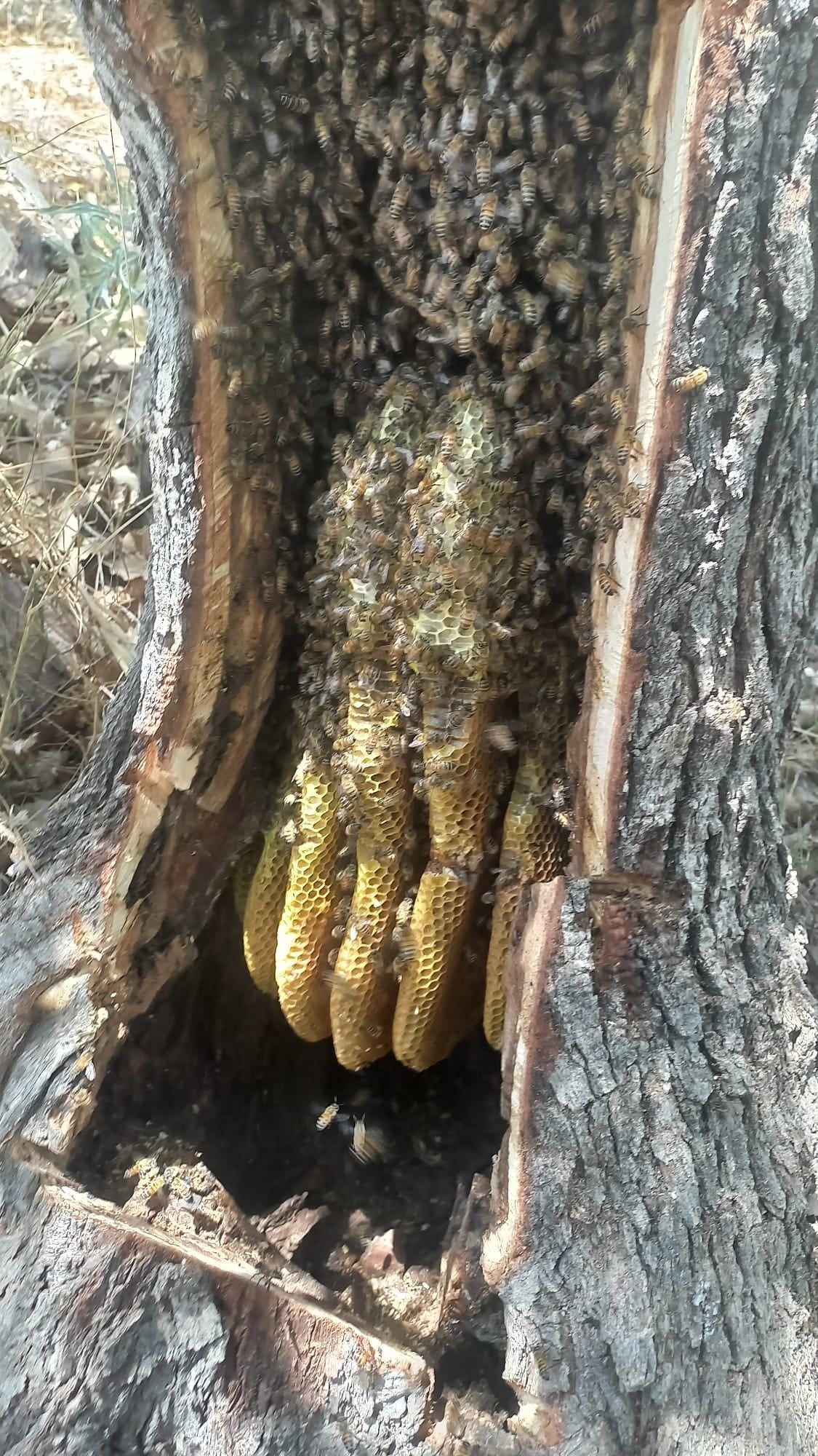 Her yerde bulamazsınız! Ağaç kovuğundan çıkıyor fiyatı cep yakıyor 3