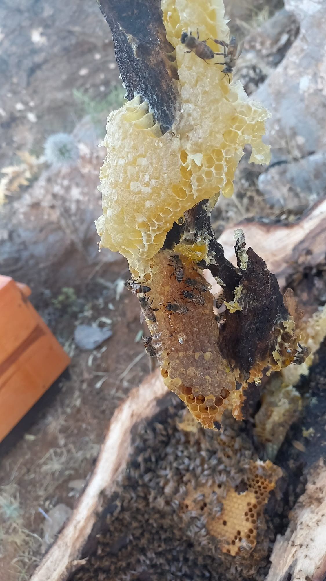 Her yerde bulamazsınız! Ağaç kovuğundan çıkıyor fiyatı cep yakıyor 4