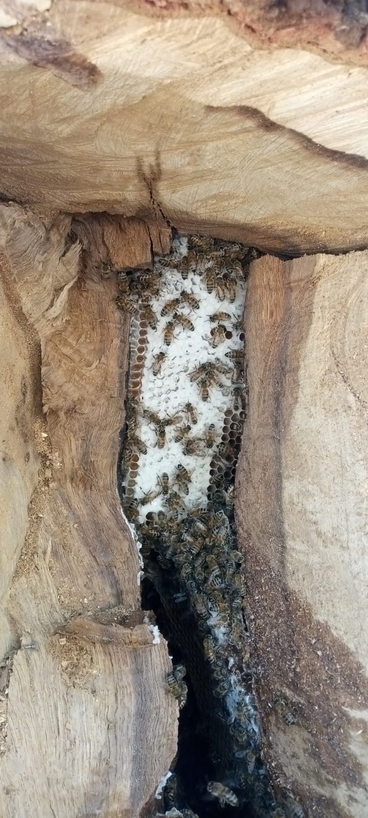 Her yerde bulamazsınız! Ağaç kovuğundan çıkıyor fiyatı cep yakıyor 7