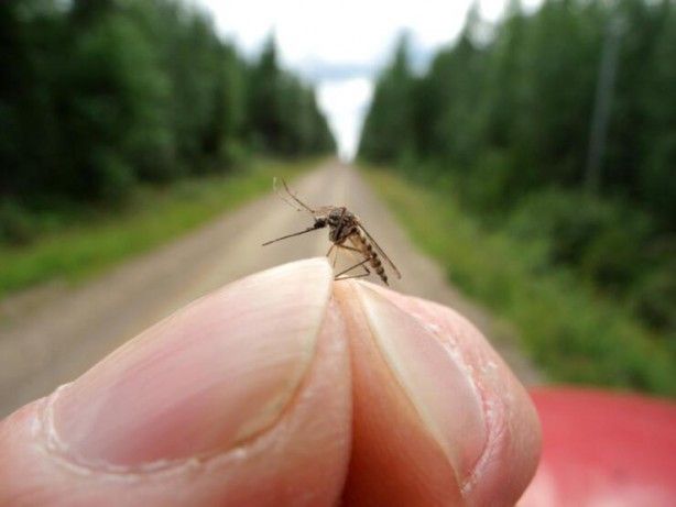 Türkiye için sivrisinek uyarısı: Isırırsa bunu yapın... 2