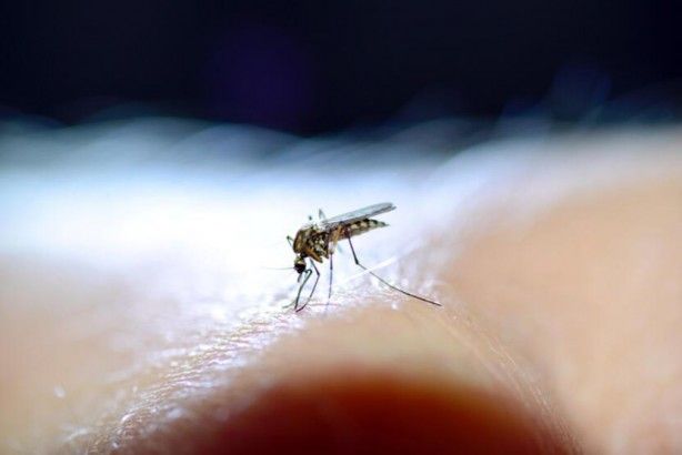 Türkiye için sivrisinek uyarısı: Isırırsa bunu yapın... 7