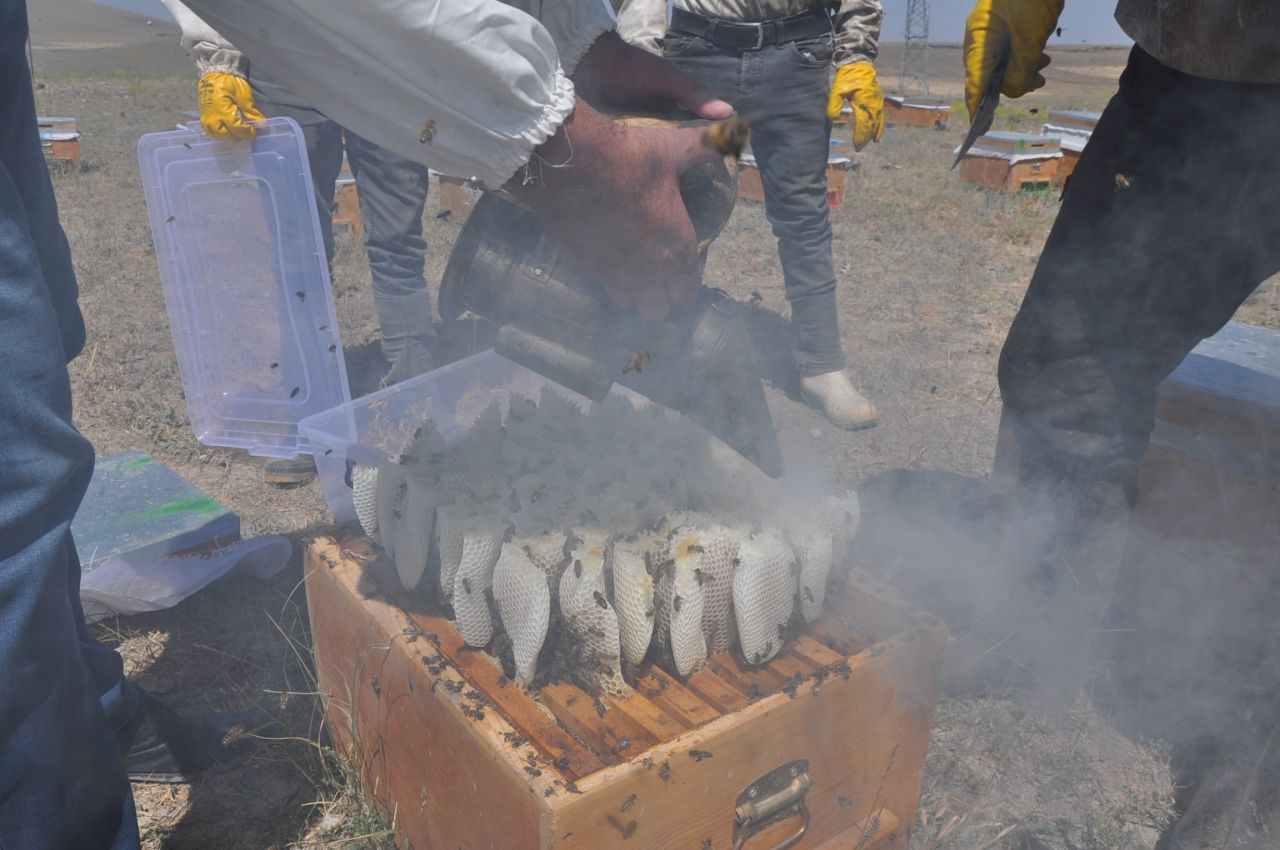 26 yıldır bu mesleği yapıyor! Paraya para demiyor, kilosu 500 TL… 1