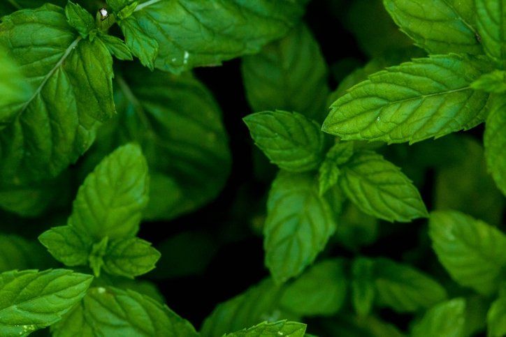 Geçmek bilmeyen öksürüğü bıçak gibi kesiyor! Etkisi bir şişe öksürük şurubuna bedel… 28