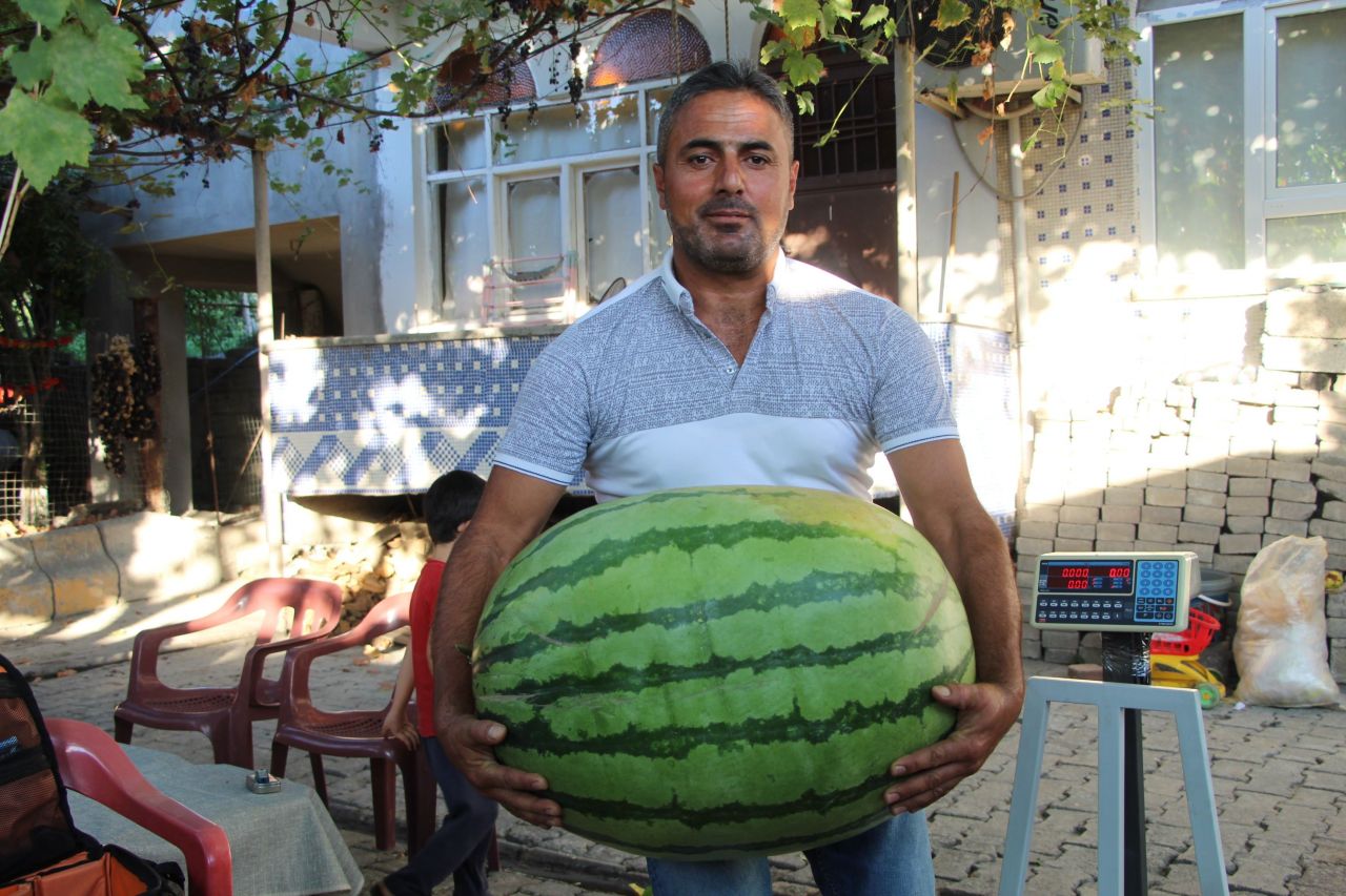 Dev karpuzun ağırlığı duyanları şoke ediyor 2