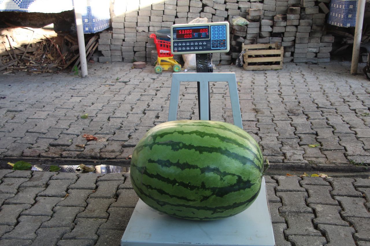 Dev karpuzun ağırlığı duyanları şoke ediyor 3