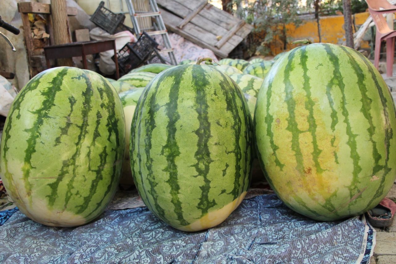 Dev karpuzun ağırlığı duyanları şoke ediyor 5