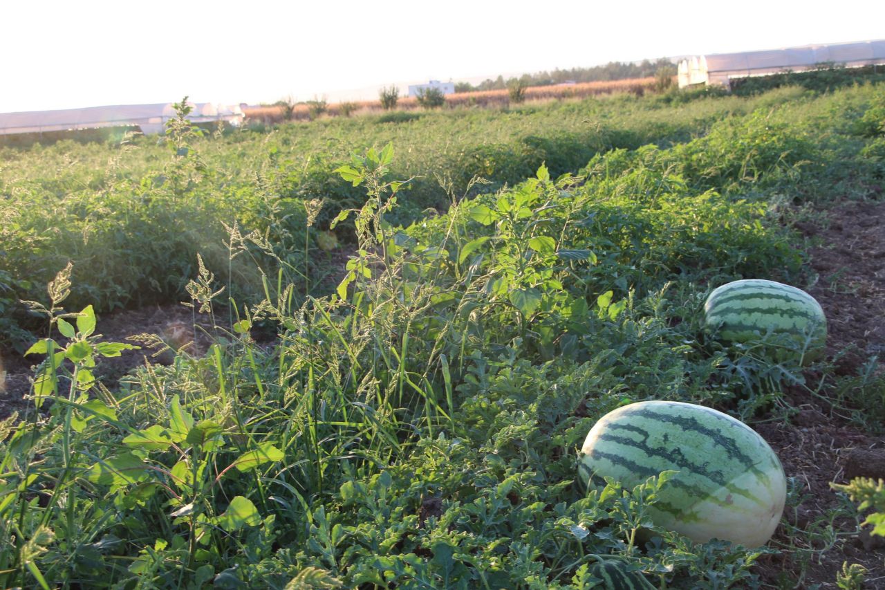 Dev karpuzun ağırlığı duyanları şoke ediyor 7