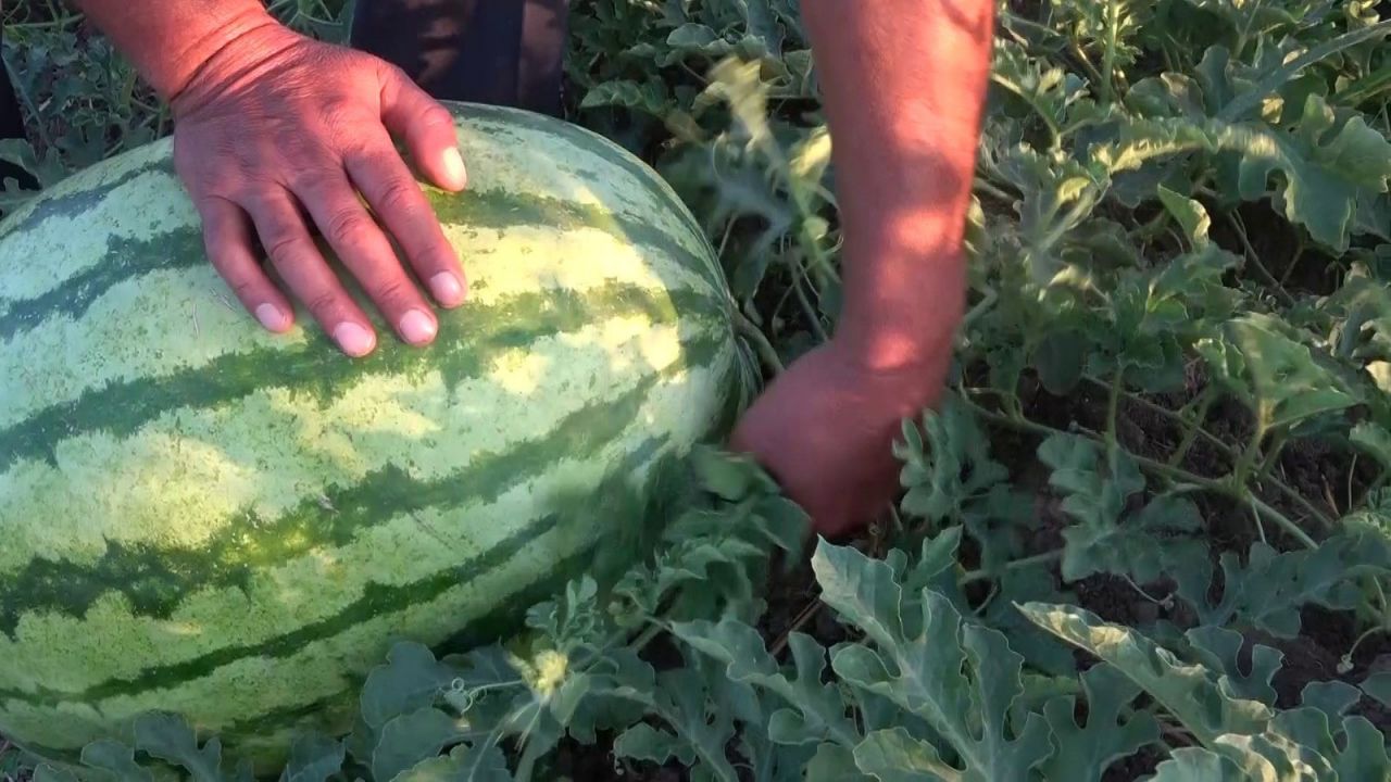 Dev karpuzun ağırlığı duyanları şoke ediyor 9