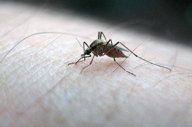 Sivrisinekler bazı insanları daha fazla ısırıyor: Nedeni aslında çok basit! 7