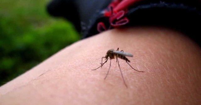 Sivrisinekler bazı insanları daha fazla ısırıyor: Nedeni aslında çok basit! 8