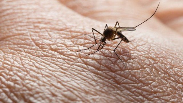 Sivrisinekler bazı insanları daha fazla ısırıyor: Nedeni aslında çok basit! 9