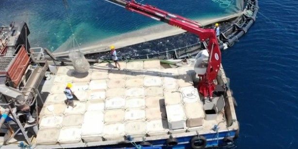 AB'de birinciyiz: 1,4 milyar değerinde su ürünleri ihracatı! 1