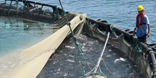 AB'de birinciyiz: 1,4 milyar değerinde su ürünleri ihracatı! 2