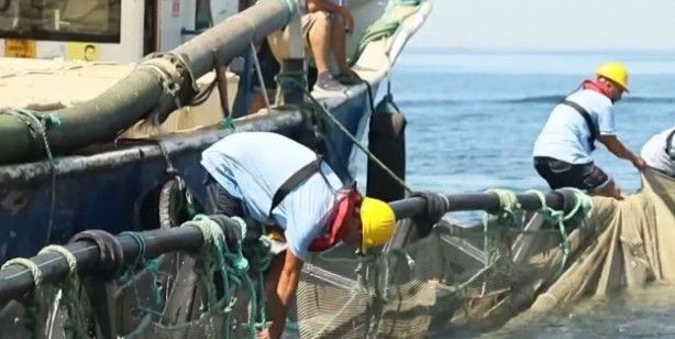 AB'de birinciyiz: 1,4 milyar değerinde su ürünleri ihracatı! 3