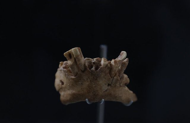 İspanya'da 1,4 milyon yıllık insan fosili bulundu! Bilim insanları bile şaşırdı 21