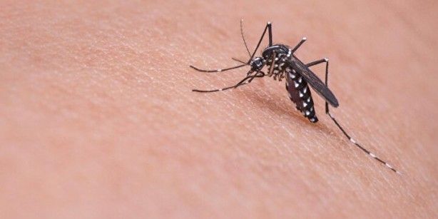 Dünyanın en tehlikeli hayvanı için Türkiye'ye uyarı: 1 milyondan fazla insan öldü! 5