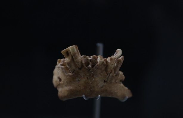 Şimdiye kadar bulunanların en eskisi! Bilim insanlarını şaşkına çeviren buluş 3