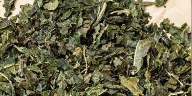 İbn-i Sina'nın reçeteleri: Kanseri yok eden bitkiler! Akciğeri temizliyor, nefesi açıyor 1