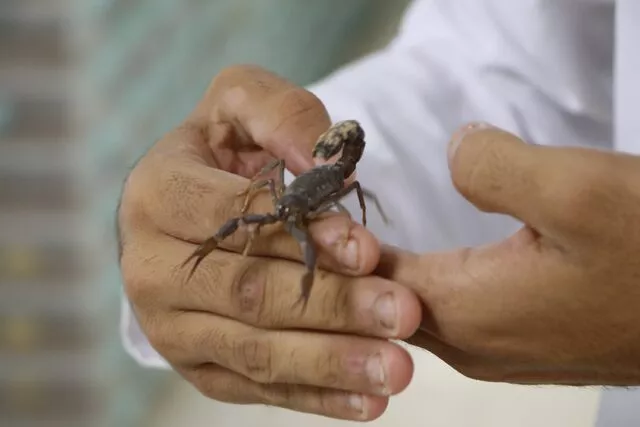 Akrep çiftliği kurdu: Zehir sağıp satıyor! Litresi 10 milyon dolar... 2