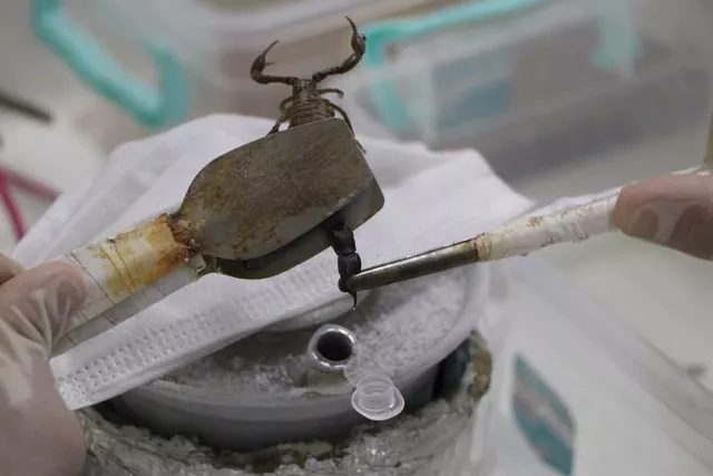 Akrep çiftliği kurdu: Zehir sağıp satıyor! Litresi 10 milyon dolar... 4