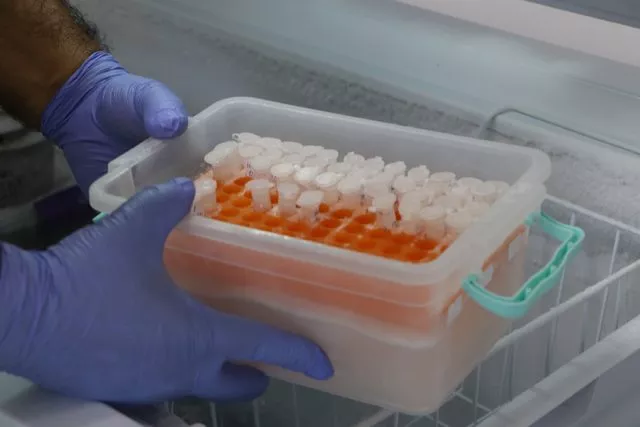 Akrep çiftliği kurdu: Zehir sağıp satıyor! Litresi 10 milyon dolar... 5