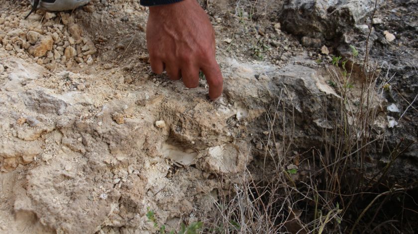 Sivas'ta tesadüfen bulundu! Milyonlarca yıllık... 3
