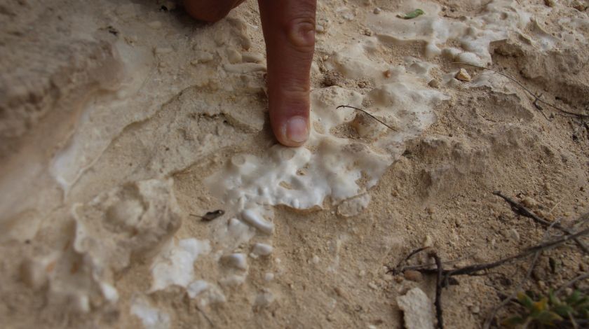 Sivas'ta tesadüfen bulundu! Milyonlarca yıllık... 5