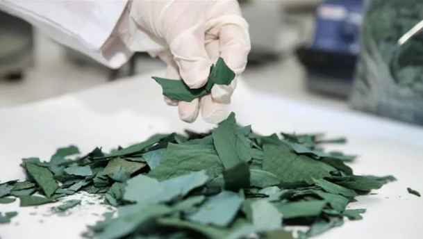 Geleceğin besini Türkiye'de üretiliyor! NASA her an kapımızı çalabilir 4