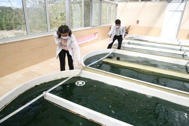 Geleceğin besini Türkiye'de üretiliyor! NASA her an kapımızı çalabilir 7