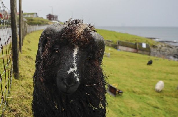 Duyunca çok şaşıracaksınız! Faroe Adaları ile ilgili çok ilginç bilgiler 1