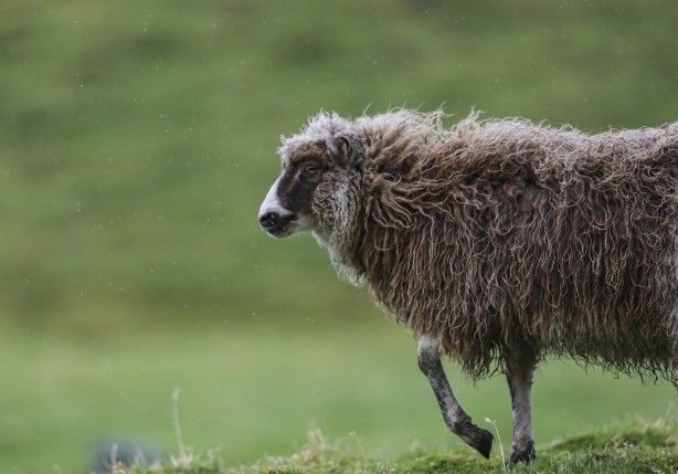 Duyunca çok şaşıracaksınız! Faroe Adaları ile ilgili çok ilginç bilgiler 13