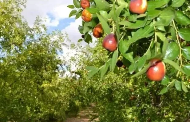 İbn-i Sina’nın reçetesinden çıkan ölümsüzlük meyvesinin faydaları saymakla bitmiyor 3
