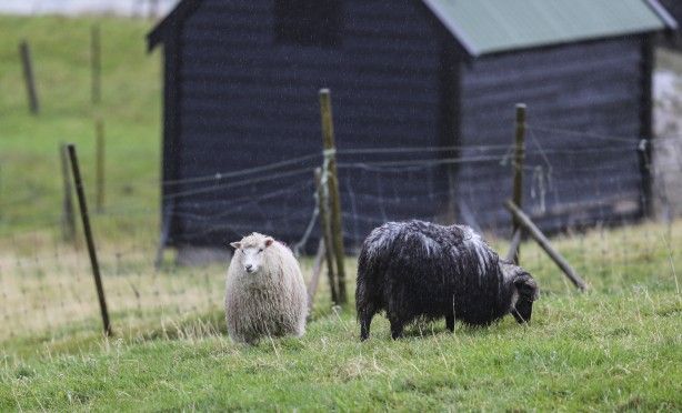 Duyunca çok şaşıracaksınız! Faroe Adaları ile ilgili çok ilginç bilgiler 4