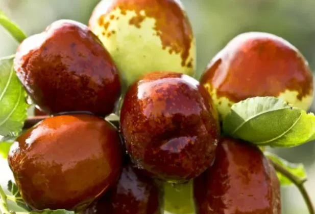 İbn-i Sina’nın reçetesinden çıkan ölümsüzlük meyvesinin faydaları saymakla bitmiyor 4