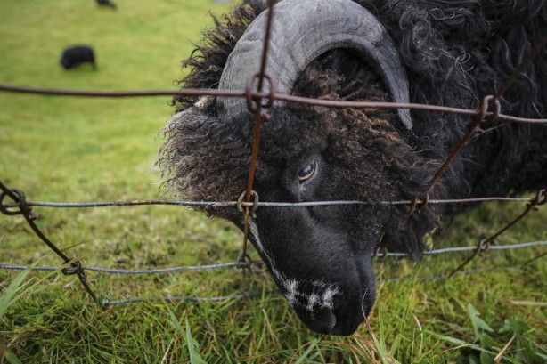 Duyunca çok şaşıracaksınız! Faroe Adaları ile ilgili çok ilginç bilgiler 6