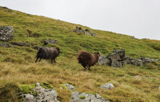 Duyunca çok şaşıracaksınız! Faroe Adaları ile ilgili çok ilginç bilgiler 9
