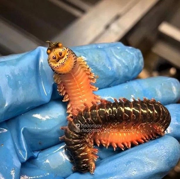 Hepsi birbirinden ürkütücü! Balıkçının ağına neler takılmış neler 1