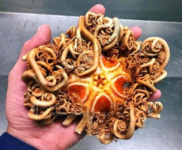 Hepsi birbirinden ürkütücü! Balıkçının ağına neler takılmış neler 6