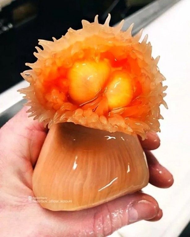 Hepsi birbirinden ürkütücü! Balıkçının ağına neler takılmış neler 9